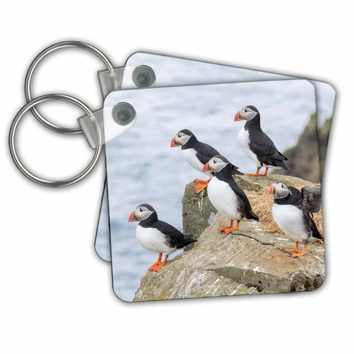 3dRose Group of Atlantic Puffins On Mykines, Faroe Islands, Denmark - Key Chains, 2.25 by 2.25-inch, set of 2